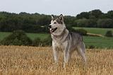 ALASKAN MALAMUTE 743